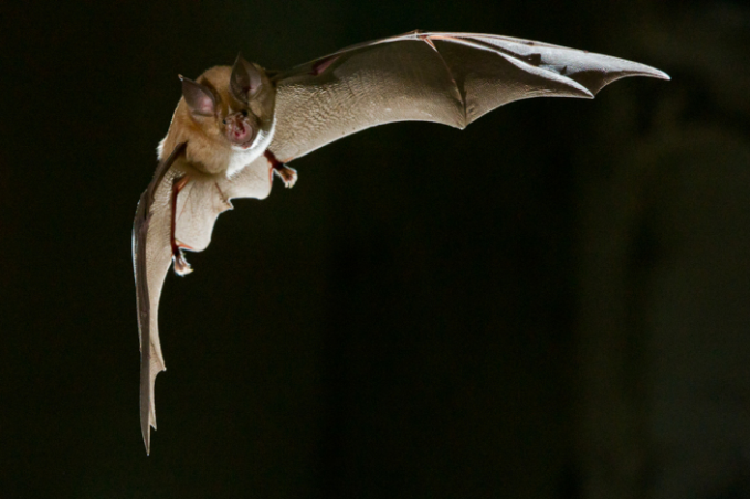 Grand rhinolophe (photo Tanguy Stoeckle)